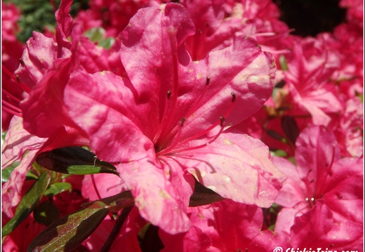 Botanical Garden 012