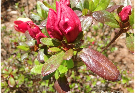 Botanical Garden 014
