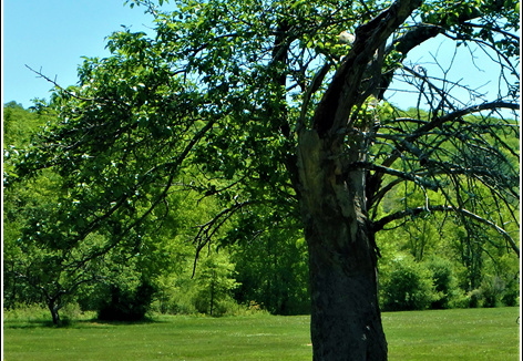 Botanical Garden 025