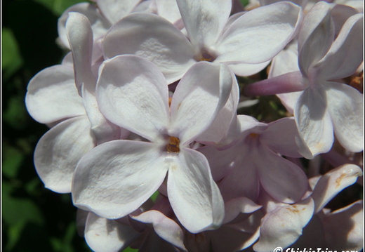 Botanical Garden 027