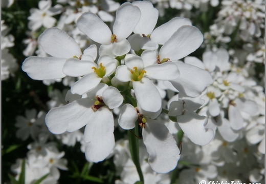 Botanical Garden 033
