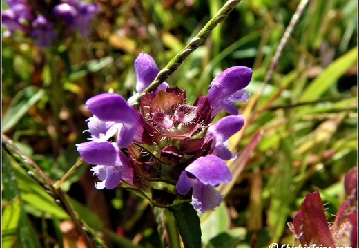 Flowers 001
