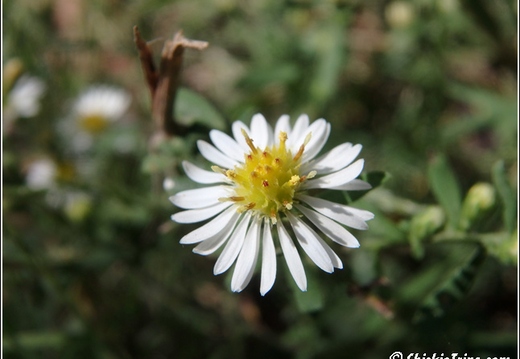 Flowers 008