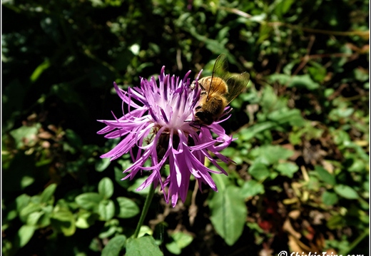Flowers 010