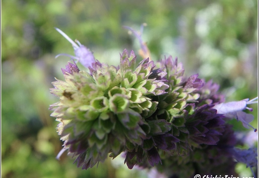 Grounds for Sculptures 003