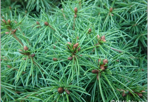 Grounds for Sculptures 041