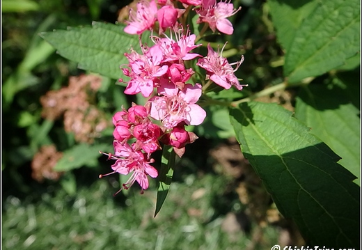flowers 008