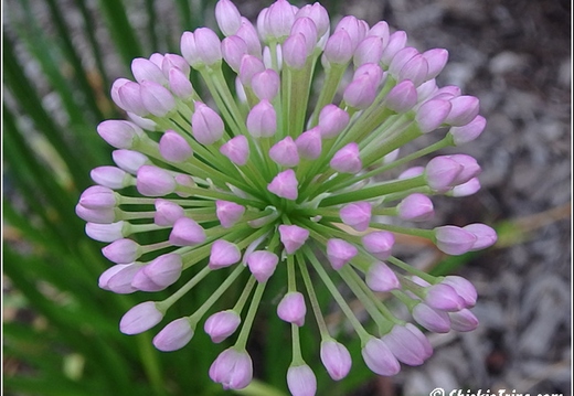 flowers 010