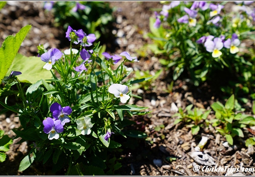 NJ Deep Cut Gardens 002