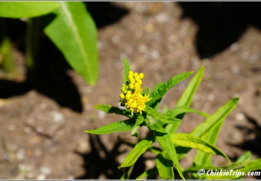 NJ Deep Cut Gardens 003