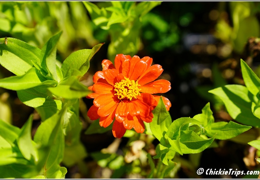 NJ Deep Cut Gardens 012