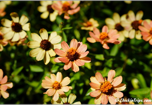 NJ Deep Cut Gardens 015