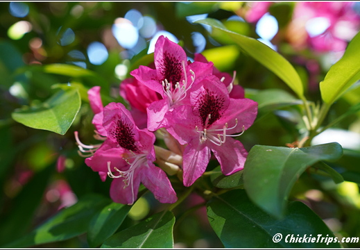 NJ Deep Cut Gardens 021