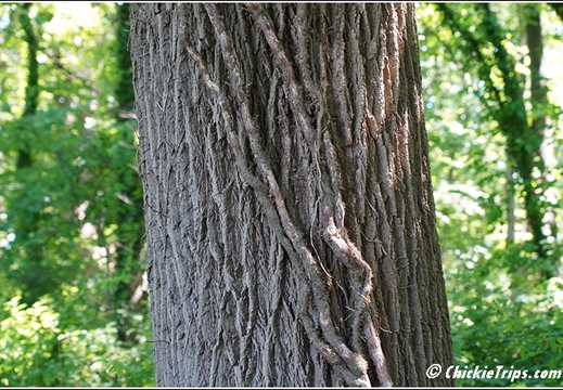 NJ Deep Cut Gardens 022