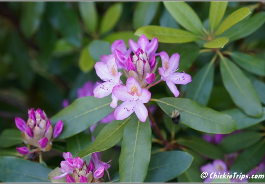 NJ Deep Cut Gardens 026