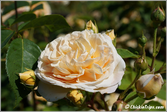 NJ_Deep_Cut_Gardens_038.jpg