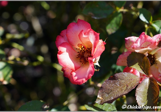 NJ Deep Cut Gardens 040