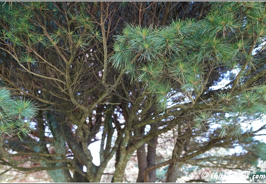 NJ Deep Cut Gardens 043