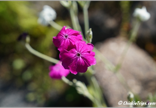 NJ Deep Cut Gardens 052
