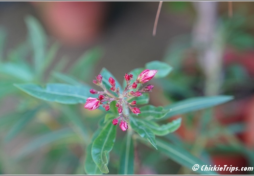 NJ Deep Cut Gardens 062