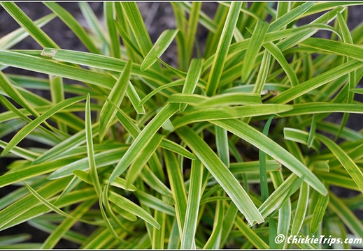 NJ Deep Cut Gardens 070