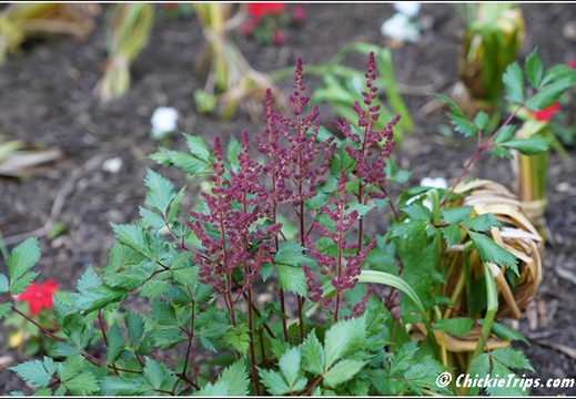 NJ Deep Cut Gardens 071