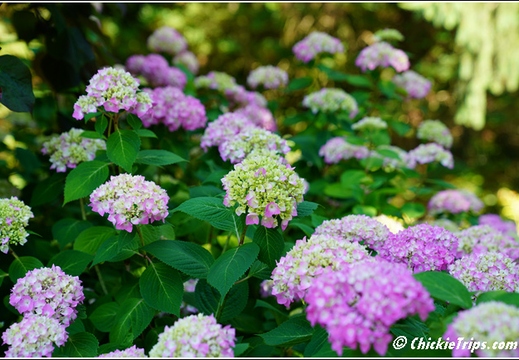 NJ Deep Cut Gardens 075