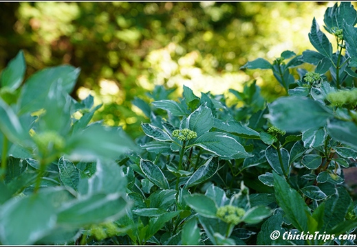 NJ Deep Cut Gardens 077