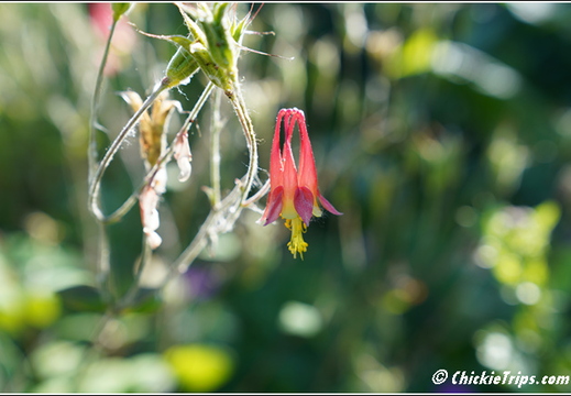 NJ Deep Cut Gardens 083