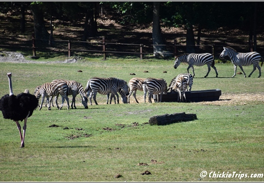 NJ Six Flags Safari 015