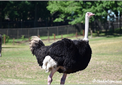 NJ Six Flags Safari 017
