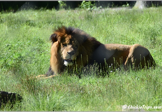 NJ Six Flags Safari 039