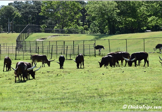 NJ Six Flags Safari 047