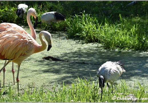 NJ Six Flags Safari 052