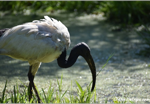 NJ Six Flags Safari 053