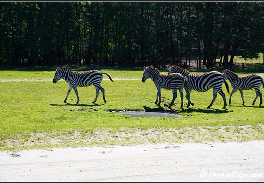 NJ Six Flags Safari 095