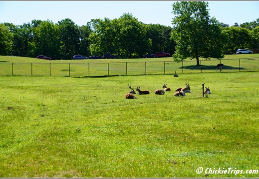 NJ Six Flags Safari 109