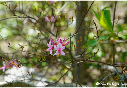 NJ Sunrise Mountain Overlook 020