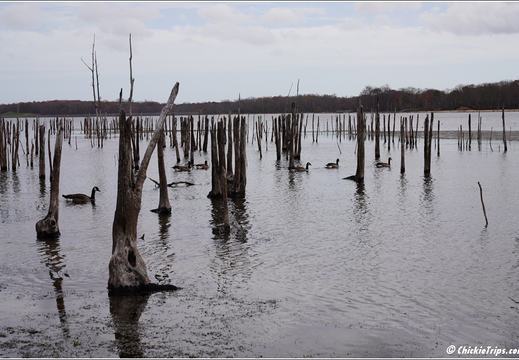 Manasquan Reservoir Park 0026