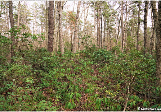 New Jersey - Pinelands National Reserve - Batona Trail 06