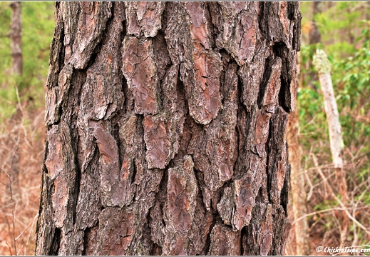 New Jersey - Pinelands National Reserve - Batona Trail 07