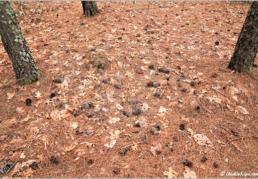 New Jersey - Pinelands National Reserve - Batona Trail 08