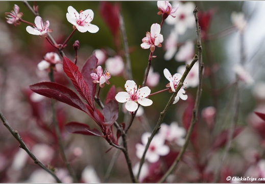 New Jersey - Rutgers Gardens 07