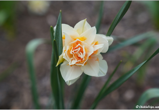 New Jersey - Rutgers Gardens 08