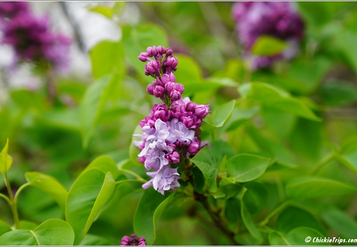 New Jersey - Rutgers Gardens 16