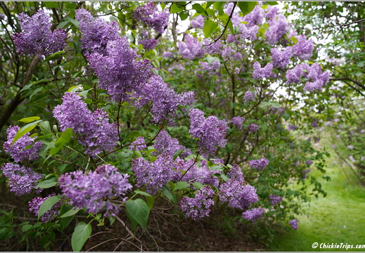New Jersey - Rutgers Gardens 23