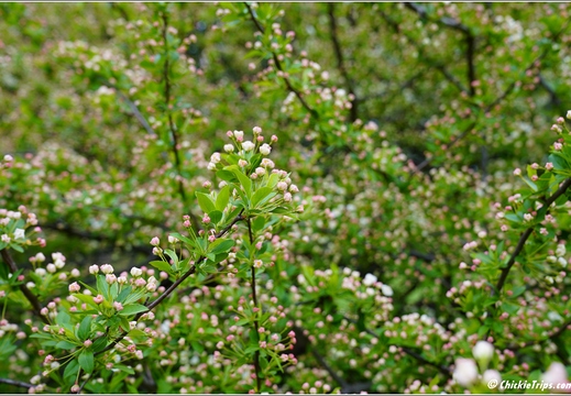 New Jersey - Rutgers Gardens 24