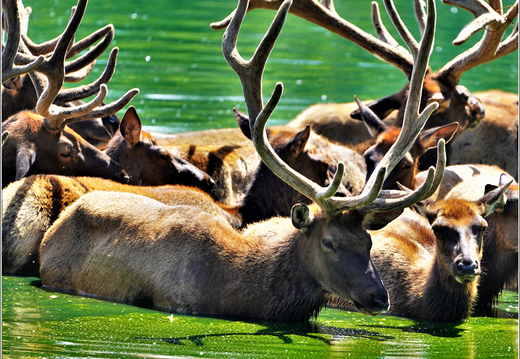 New Jersey - Six Flags Wild Safari 0003