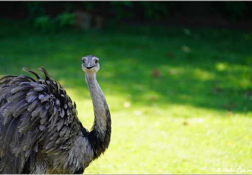 New Jersey - Six Flags Wild Safari 0007