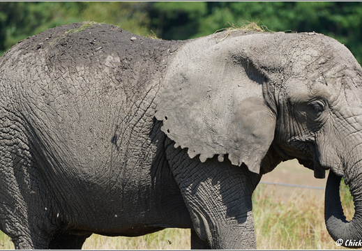 New Jersey - Six Flags Wild Safari 0010